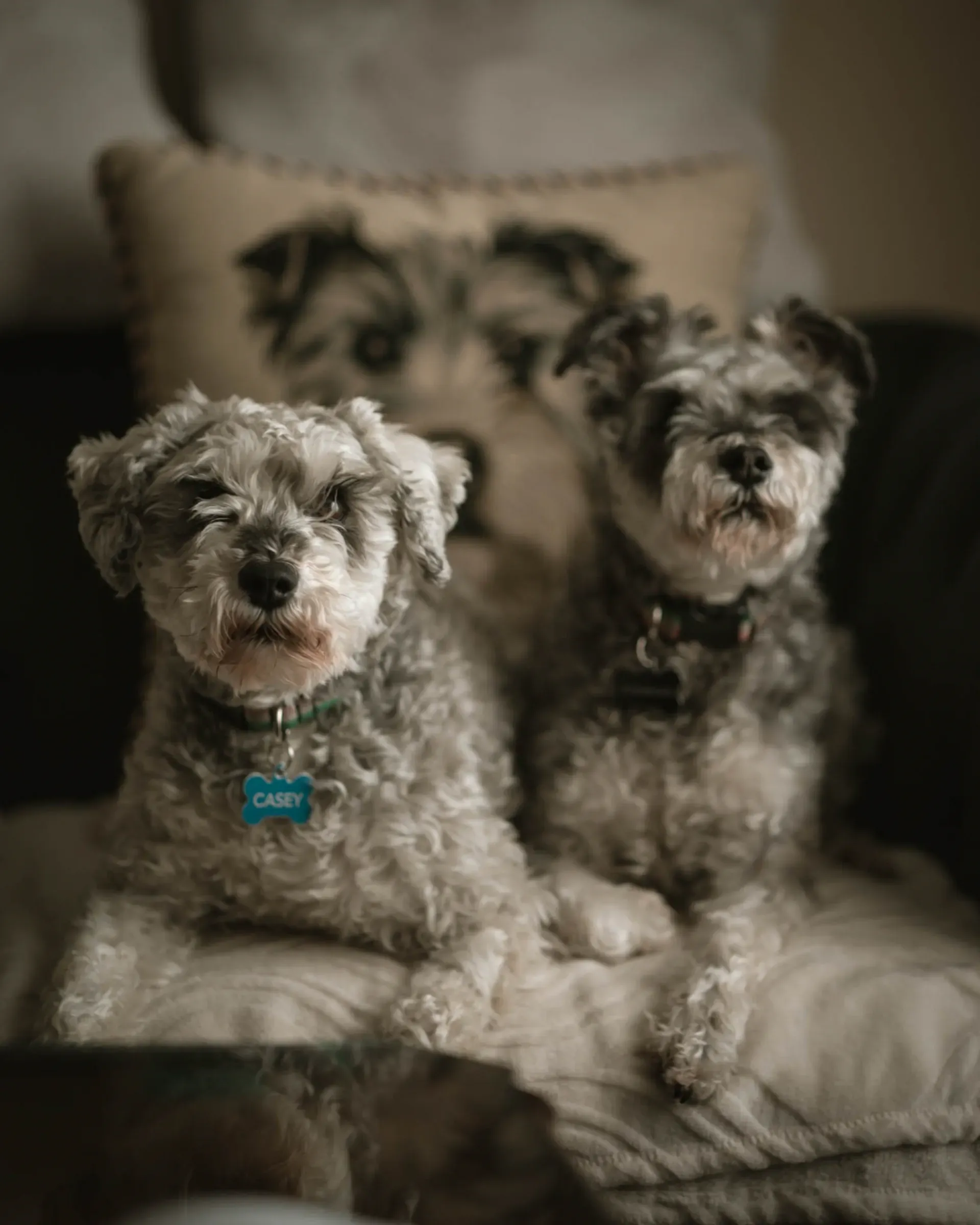 Pets photography