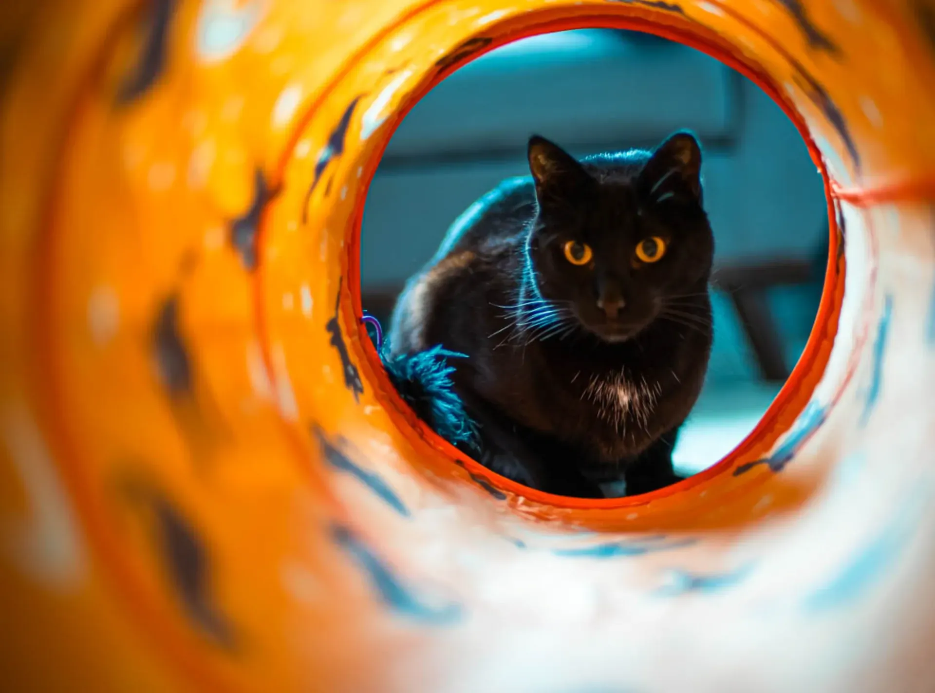 Pets photography